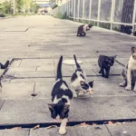 colonia felina in condominio