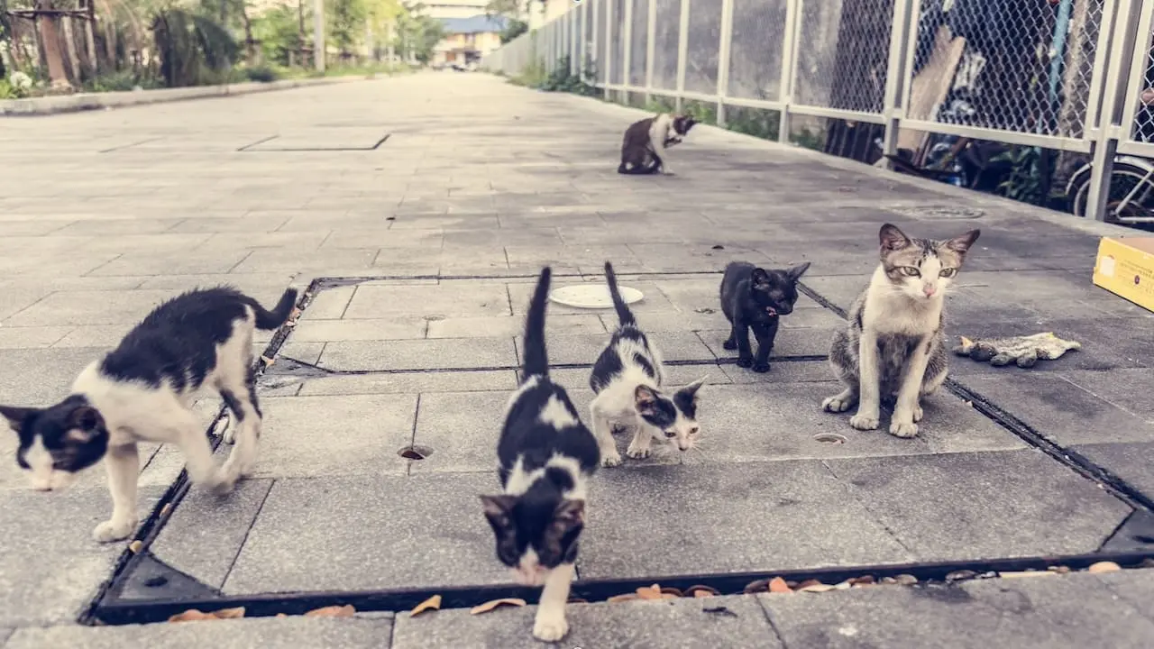colonia felina in condominio
